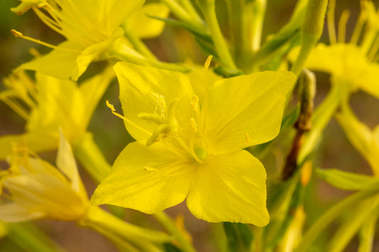 Blüte der Nachtkerze