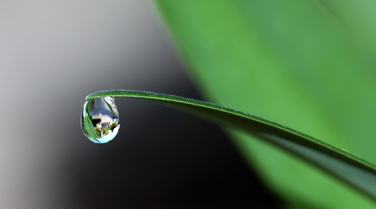 Tropfen an einem Blatt, Rein Banner