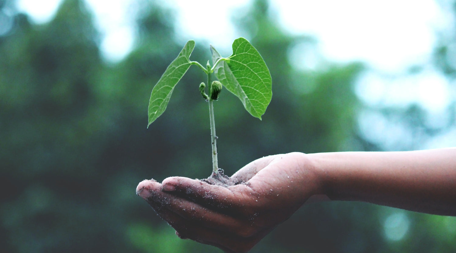 Pflanze in einer Hand, Nachhaltig Banner